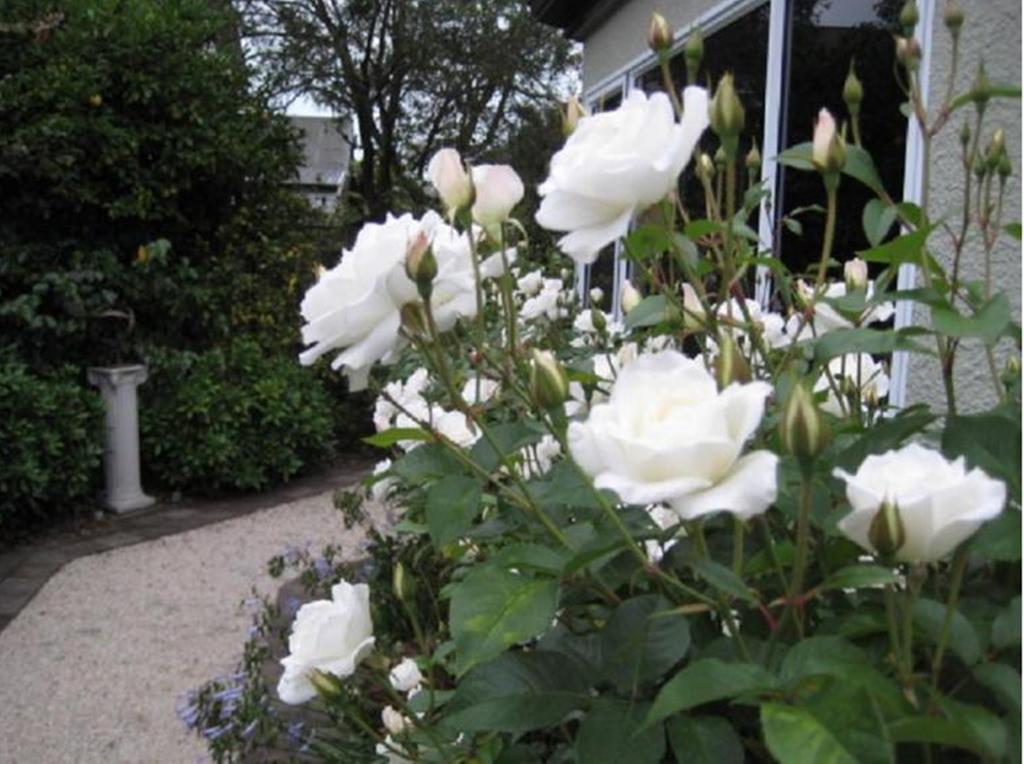 Finlay Banks Boutique Bed & Breakfast Christchurch Exterior foto